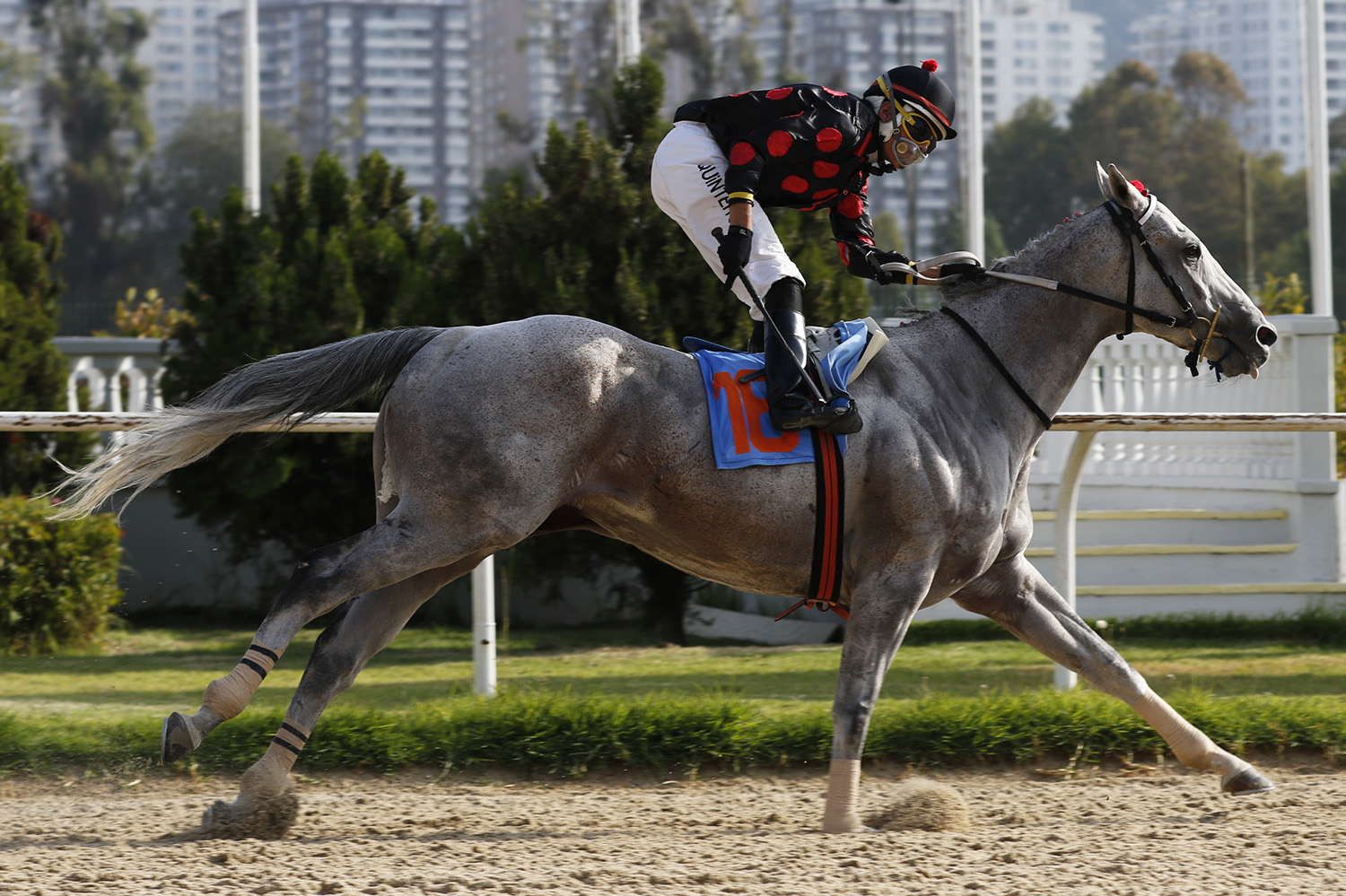 Betanio (Roman Ruler) ganó Handicap (1100m-Arena-VSC). - Staff ElTurf.com