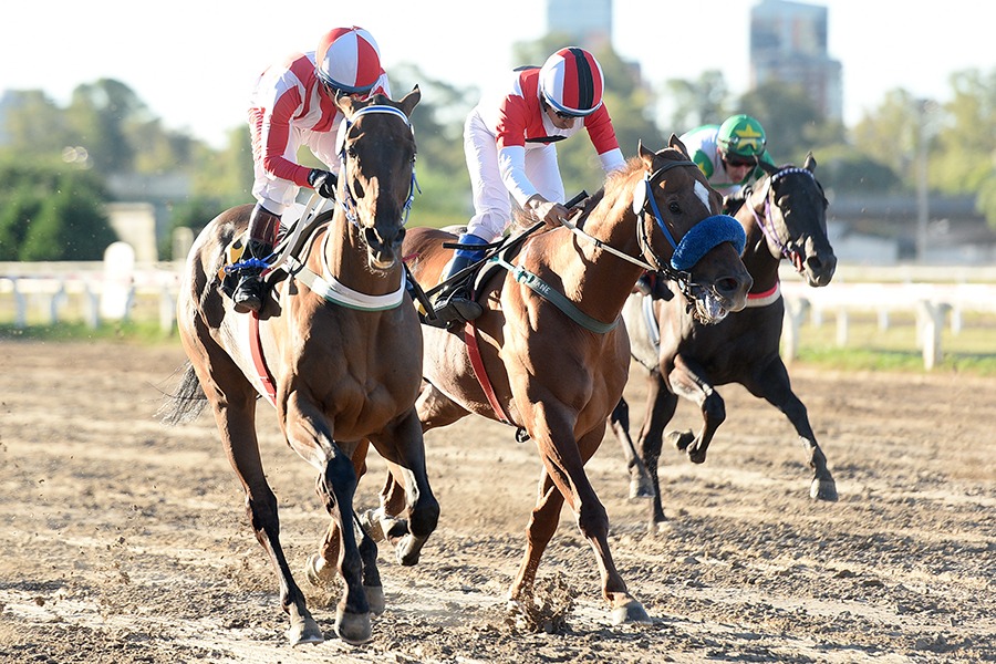 Roman School (Roman Ruler) brilló en Handicap (1000m-Arena-PAL). - Staff ElTurf.com